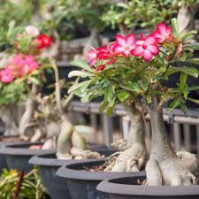 Rosa do Deserto Exposição